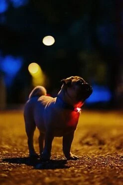 Tickless - Répulsif Antiparasitaire Mini Dog Ultrason Rechargeable Pour Chiens - Noir -Magasin De Fournitures Pour Chiens De Compagnie 76316