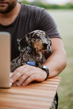 Tickless - Répulsif Antiparasitaire Mini Dog Ultrason Rechargeable Pour Chiens - Bleu -Magasin De Fournitures Pour Chiens De Compagnie 76335