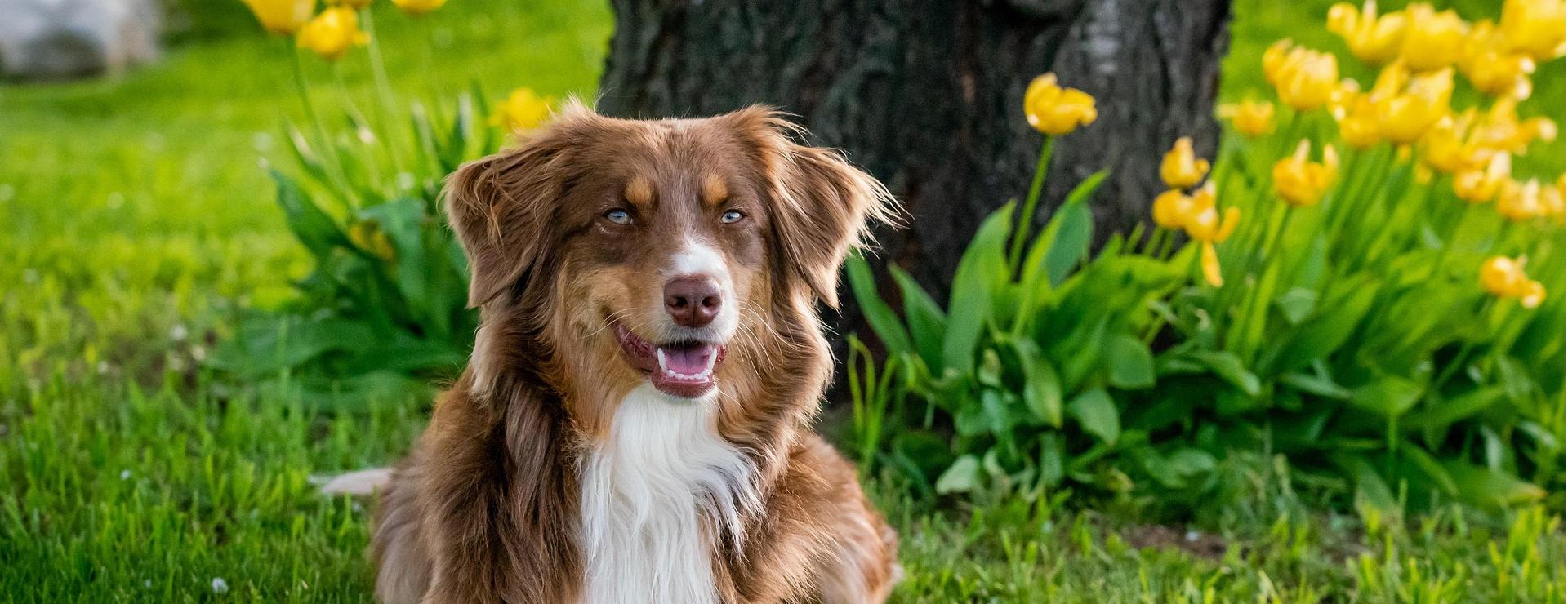 Magasin De Fournitures Pour Chiens De Compagnie -Magasin De Fournitures Pour Chiens De Compagnie australian shepherd 7176981 1920