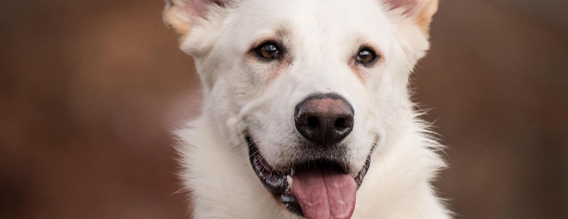 Magasin De Fournitures Pour Chiens De Compagnie -Magasin De Fournitures Pour Chiens De Compagnie schafer dog 5767834 1920